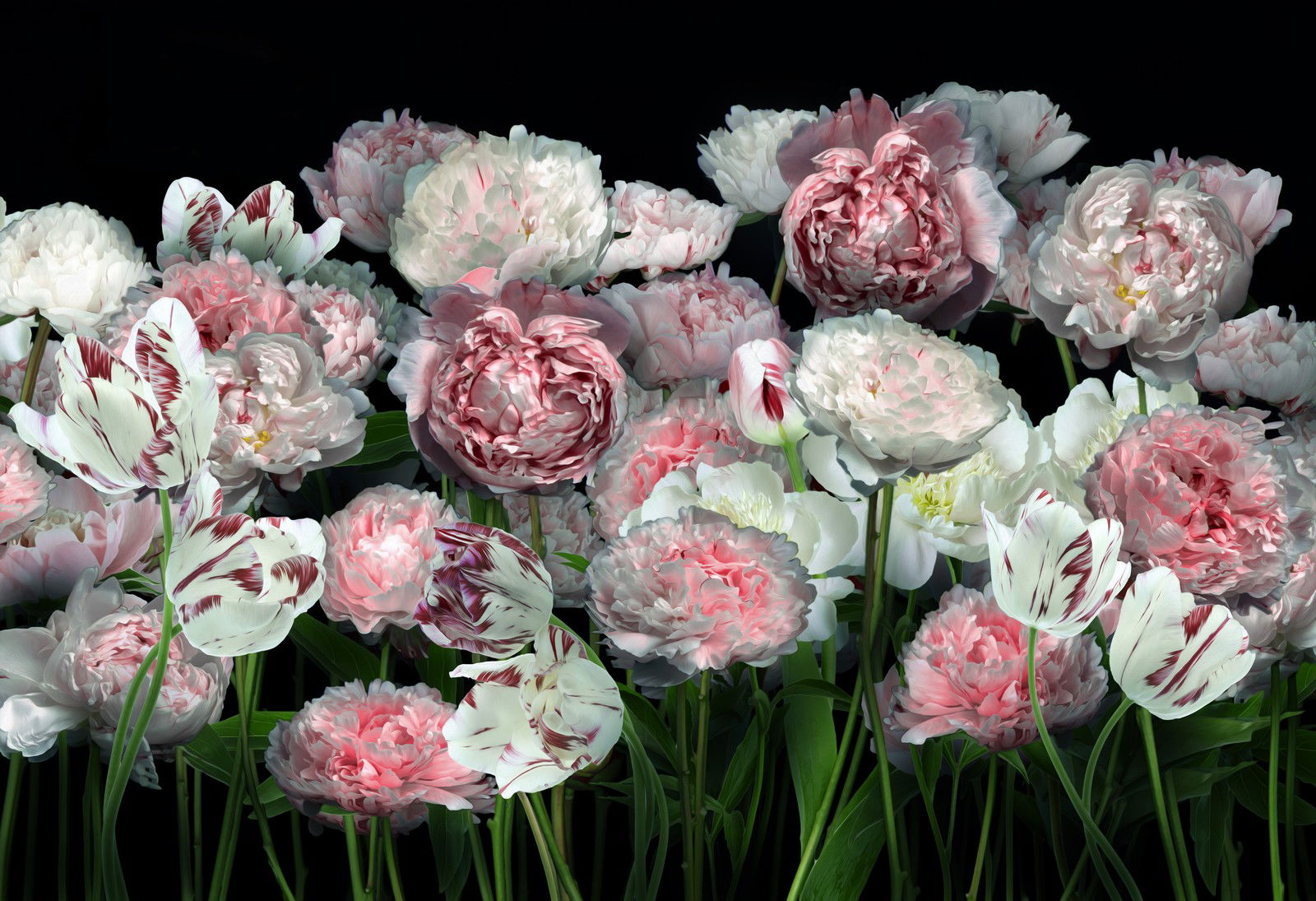 Peonies and Tulips III by Juan Fortes - Open Edition.