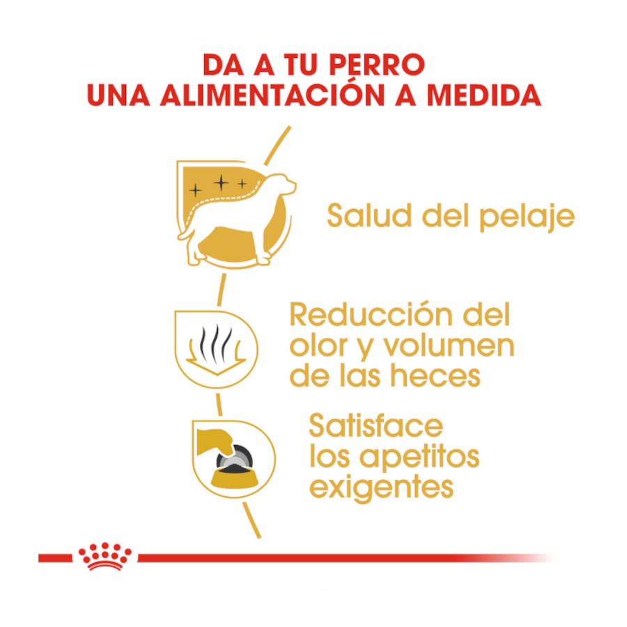 Ração Royal Canin Adult Bichon Maltese para cães