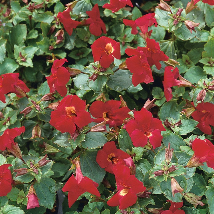 Rode Maskerbloem (Mimulus 'Bonfire red') D 9 H 20 cm