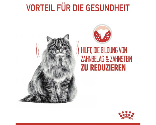 Droog kattenvoer, ROYAL CANIN Dental Care voor gezonde tanden met actieve voedingsstoffen voor gebitsverzorging, 8 kg