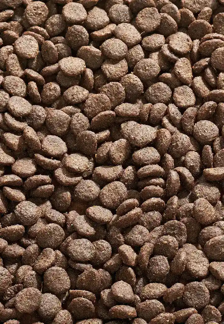 Cat Allergy Forelle