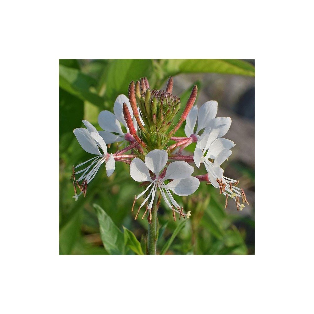 Gaura lindheimeri/gaura lindheimeri[-]pot de 3l - 20/40 cm