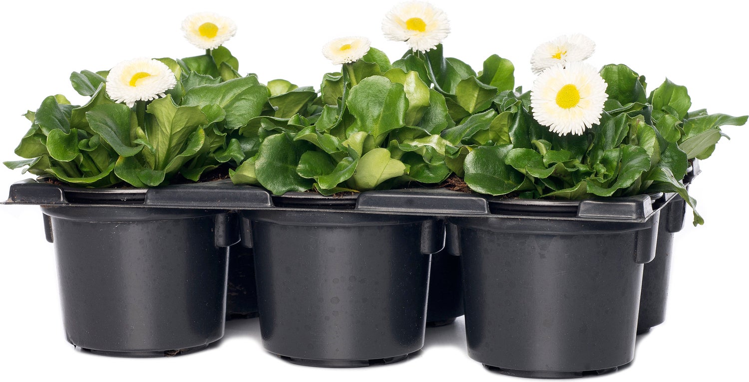 Madeliefje (Bellis perennis 'Bella Daisy White') sixpack D 9 H 12 cm