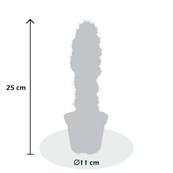 Cereus Forbesii Spiralis - pot D11cm