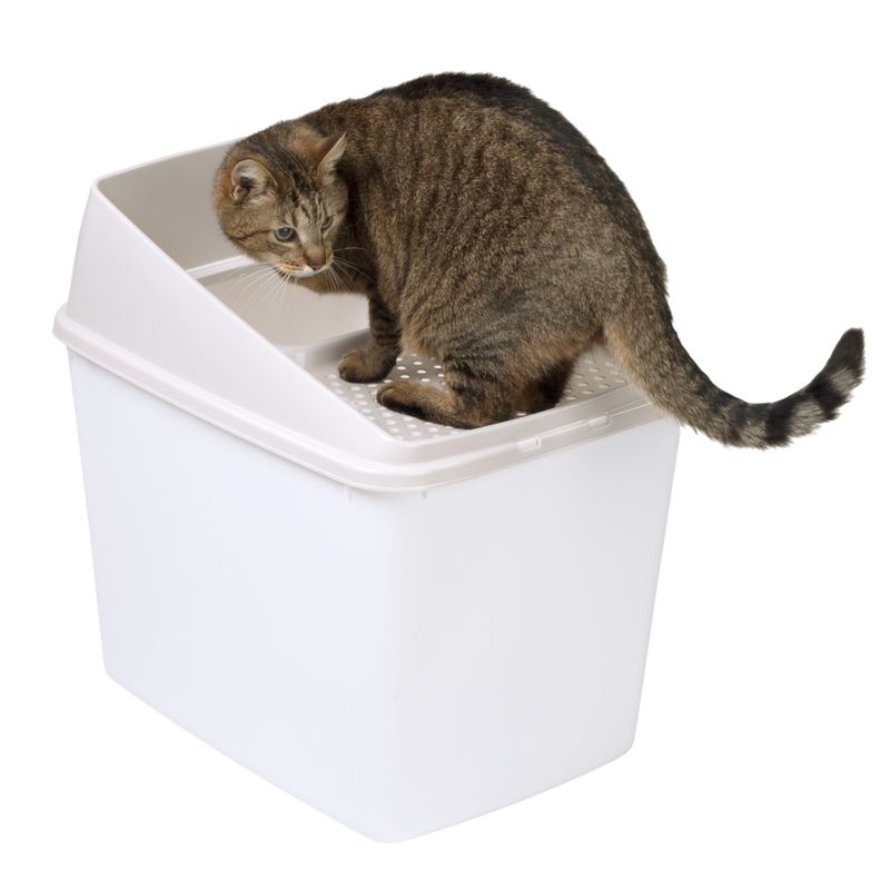 Maison de toilette Big Box