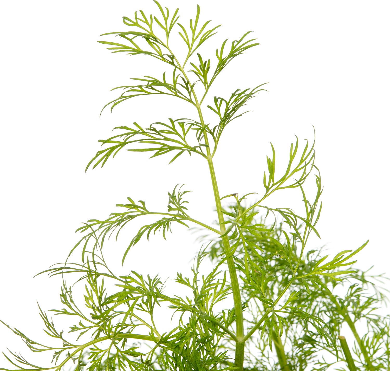 Biologische Dille (Anethum graveolens) D 13 H 15 cm