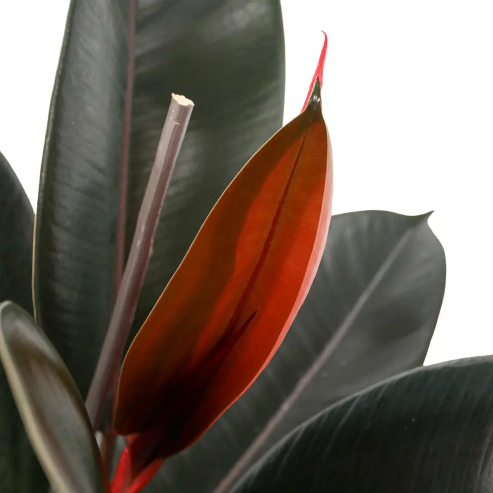 Rubberplant - Ficus Elastica 'Abidjan' - Hoogte 75-100cm - ⌀24cm