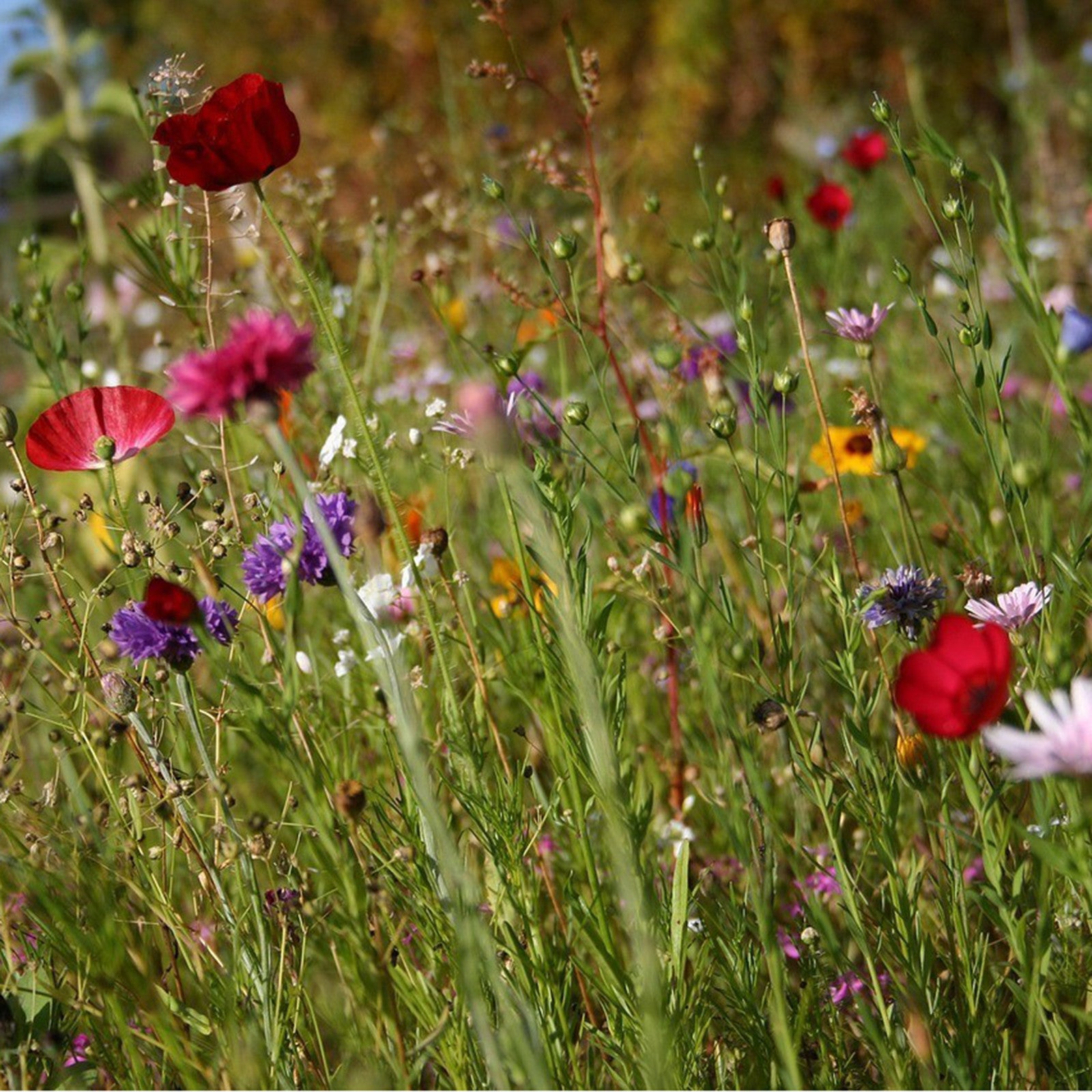 Seedballs Wildblumen