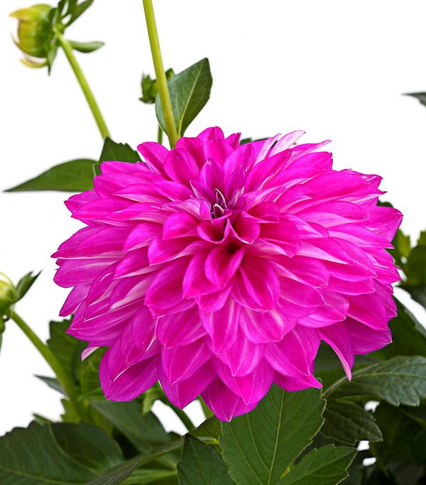 Dahlie, verschiedene Farben
