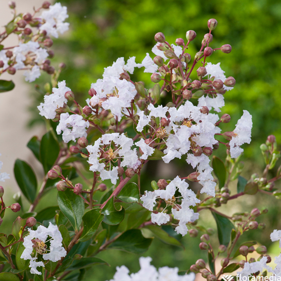 Lagerstroemia indica : touffe ctr 10 litres