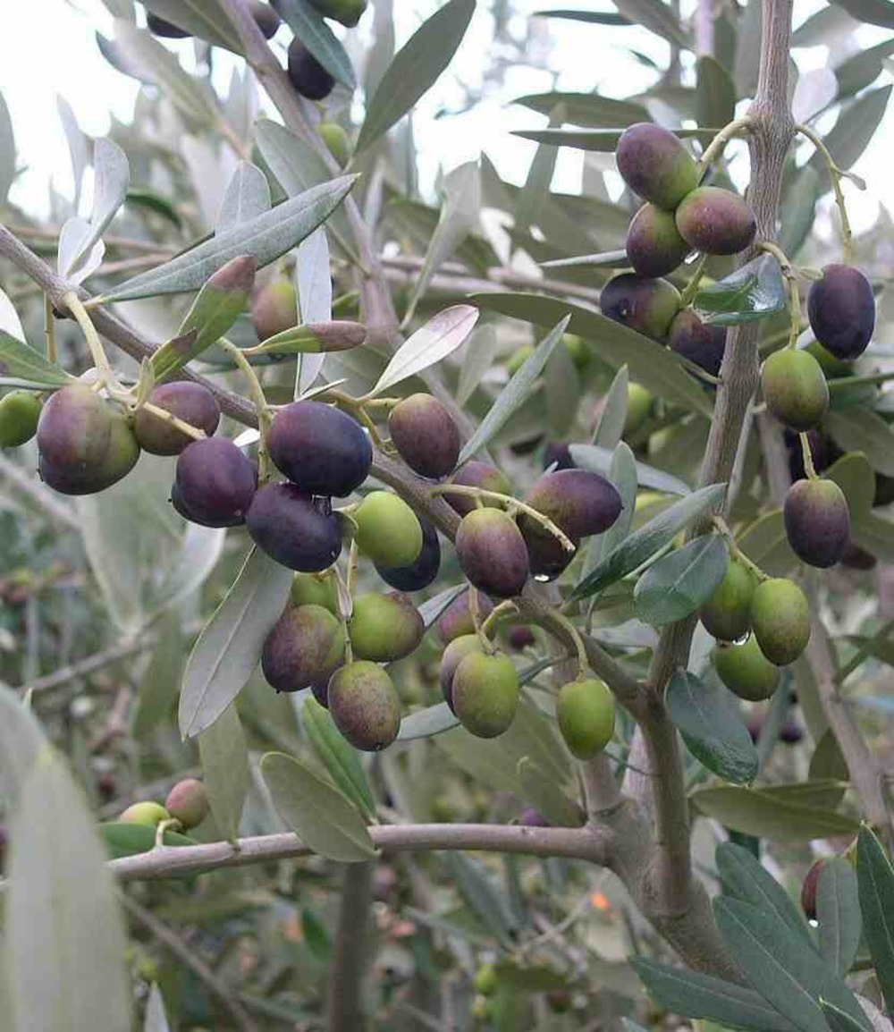 Olea europaea (oliviers) blanc - taille pot de 15 litres ? 160/180 cm