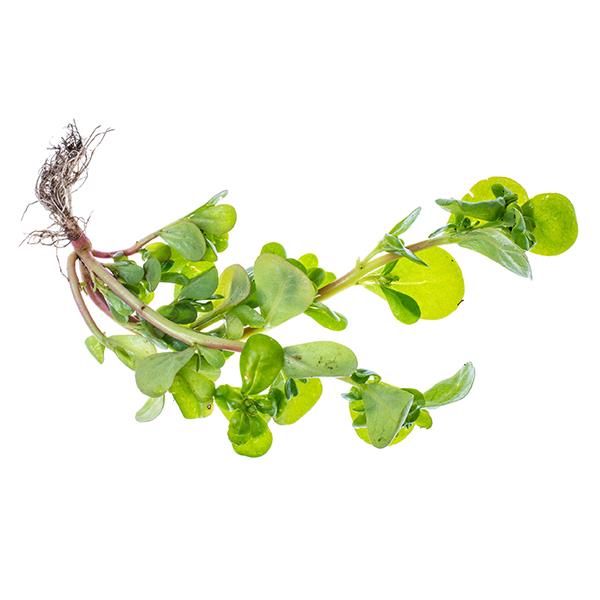 Beldroega Bio Emb - Kg