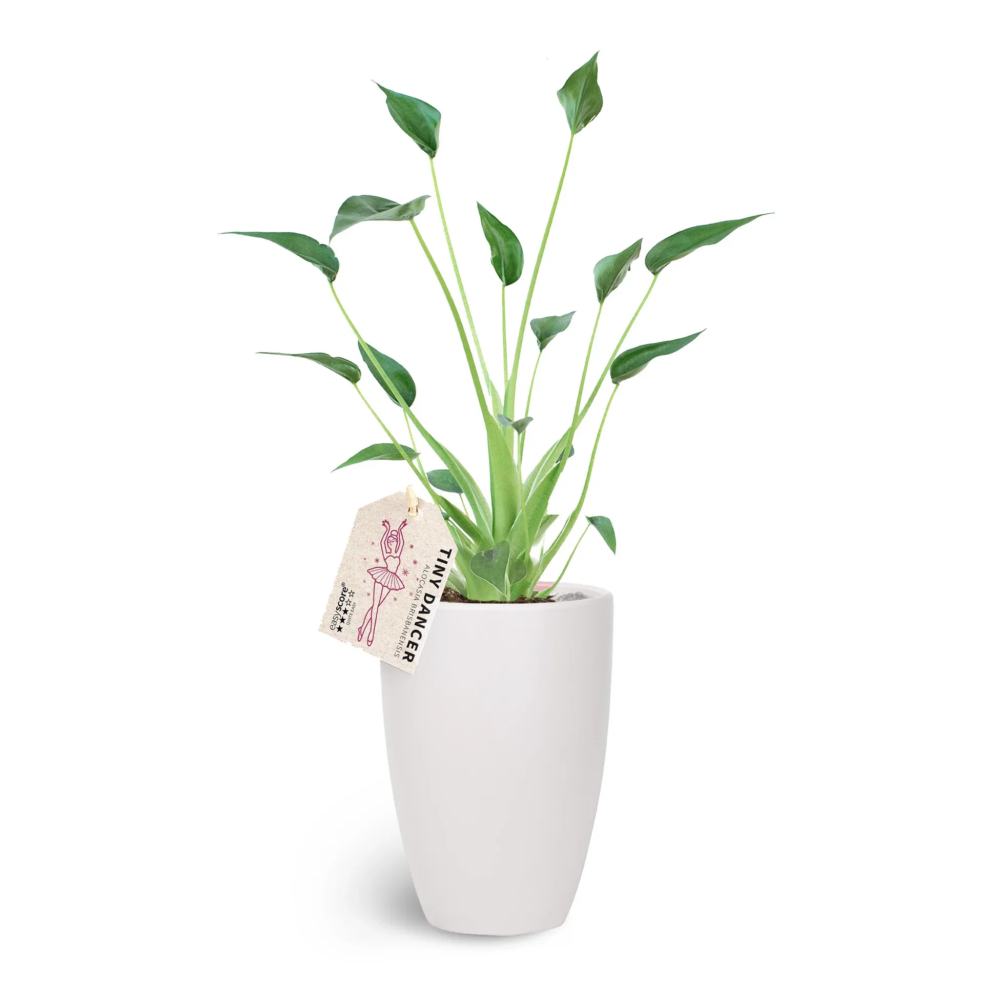 Special in Deco Pot 11 cm Grønne planter i potter Høyde 30 cm