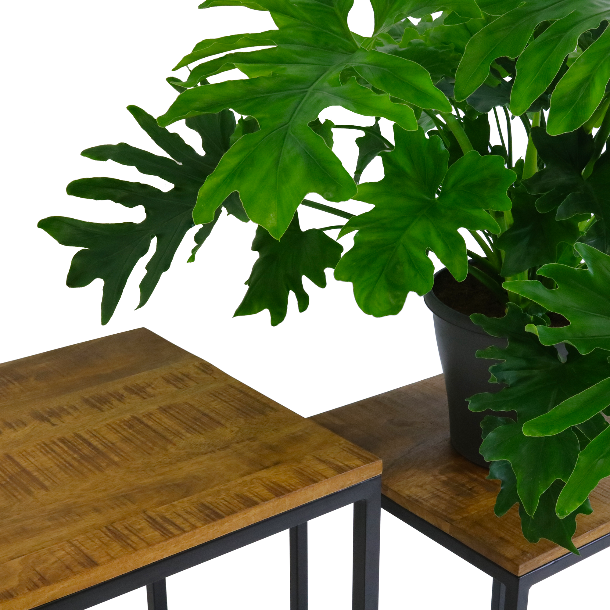Kick Plantentafel Milo Laag