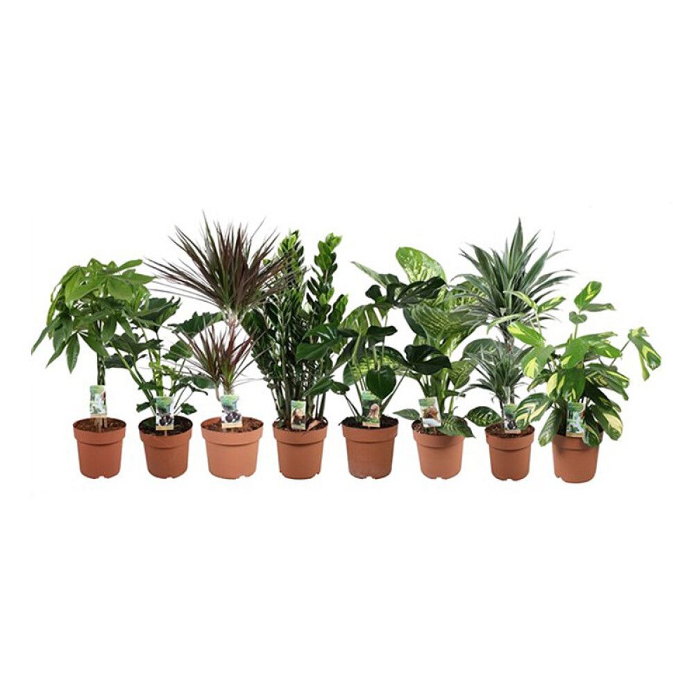 GRØNNE PLANTER ULIKE VARIANTER 30-40CM