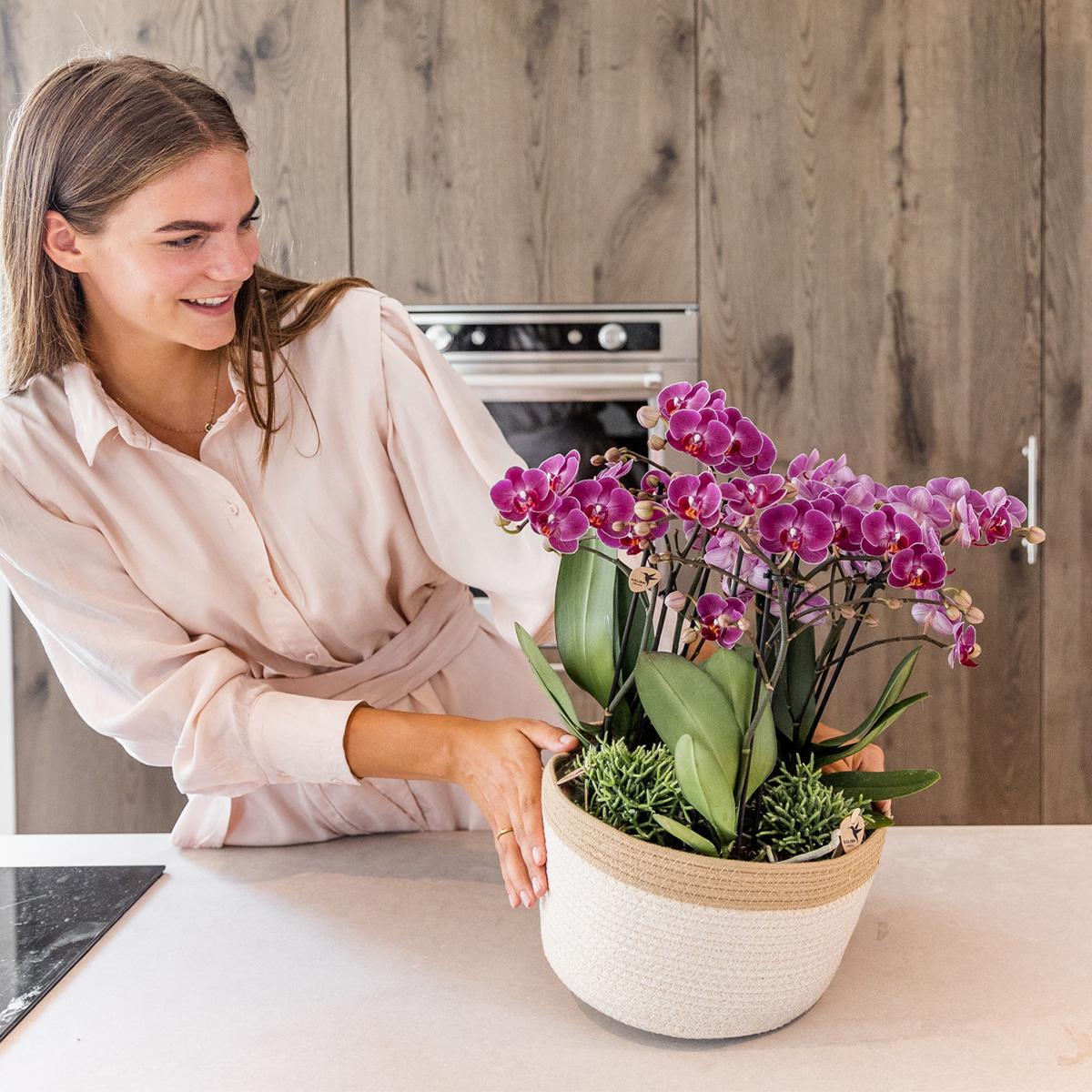 Plante d'intérieur - composition dans un panier en coton avec réservoir d'eau de 3 orchidées violettes et 3 rhipsalis 35cm
