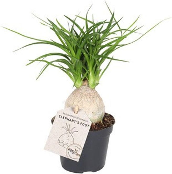 Olifantenpoot (Beaucarnea recurvata 'Nolina') D 6 H 15 cm