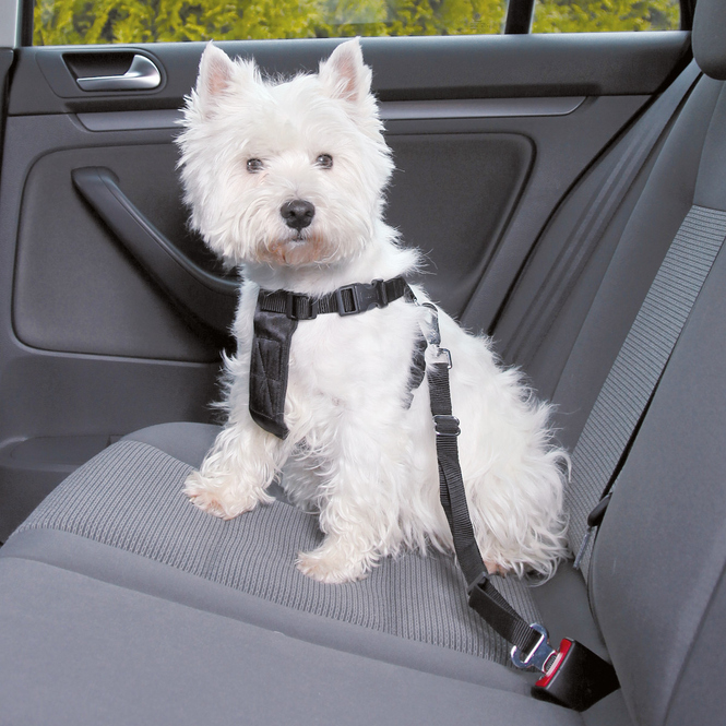 Jollypaw - Hundezubehör - Auto-Geschirr - Größe M 50-70 cm - schwarz