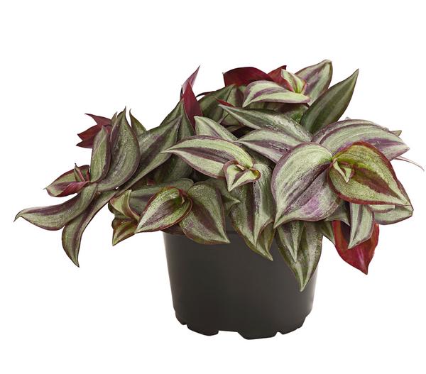 Dreimasterblume - Tradescantia zebrina 'Pink