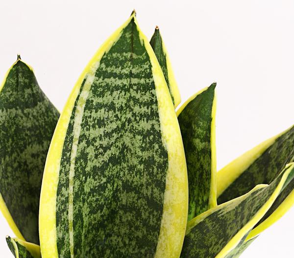 Bogenhanf - Sansevieria, verschiedene Sorten