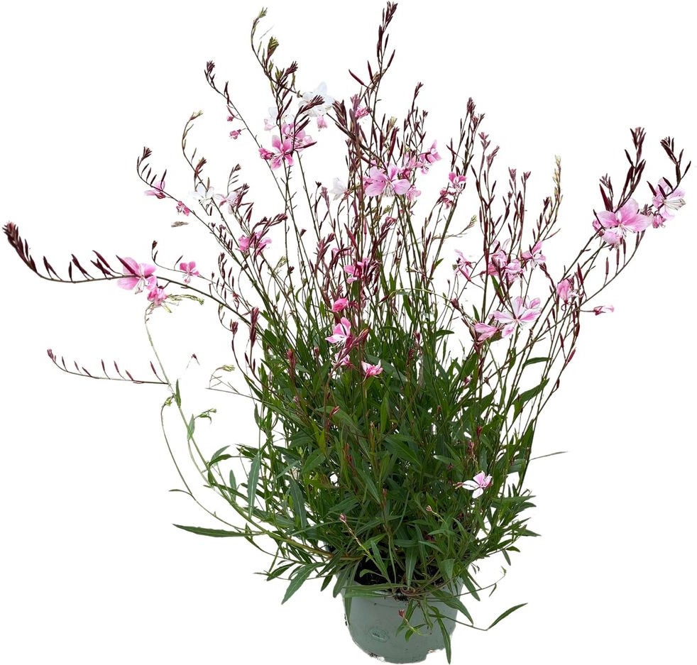 Lindheimers prachtkaars (Gaura lindheimeri 'Pink') D 17 H 45 cm