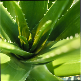 Weleda Rhinodoron Neusspray 20ML