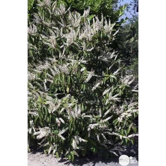 Prunus lusitanica: h.100/125cm pot 3L