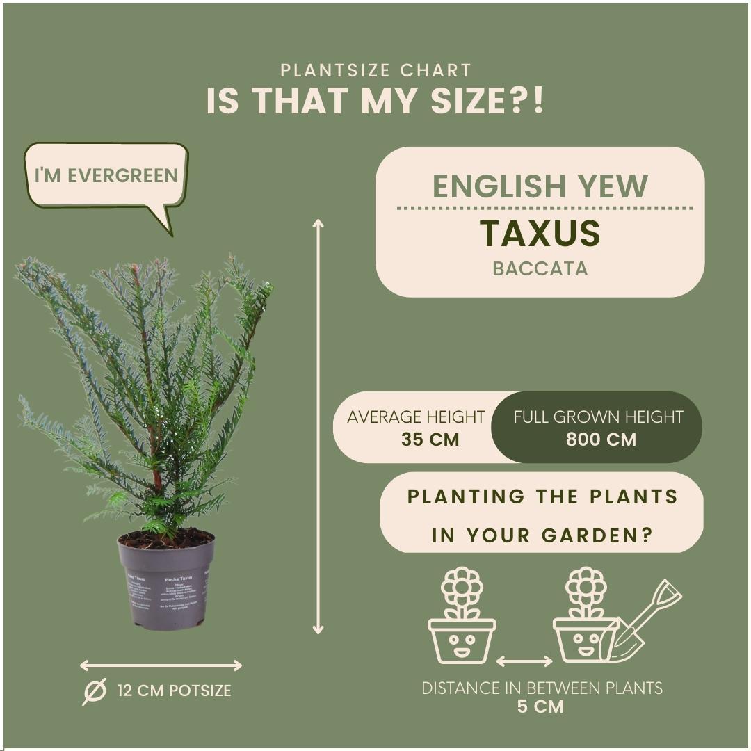Taxus baccata - lot de 6