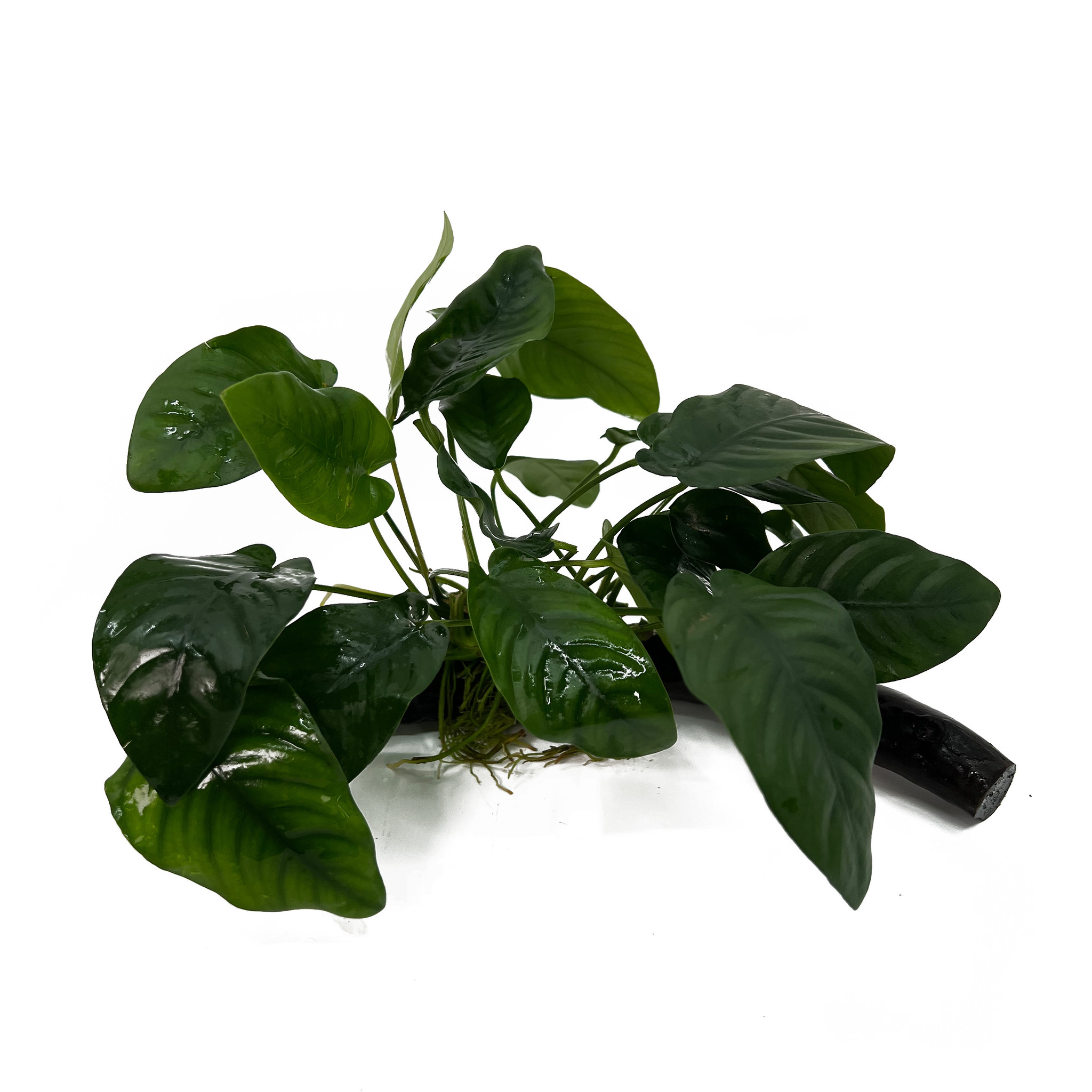 Waterplant Anubias Barteri Nana op hout met zuignap