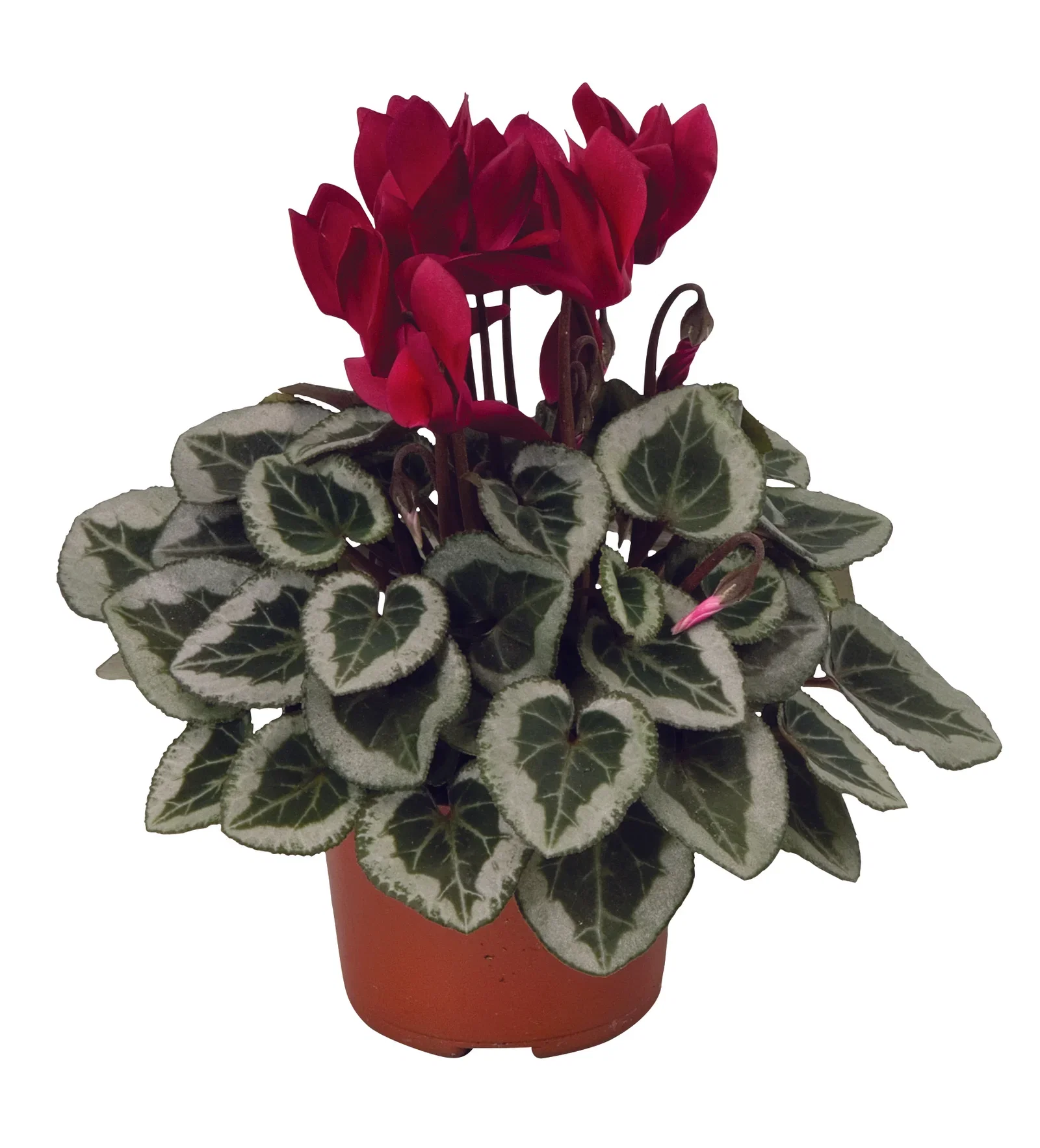 Cyclamen 'Silverado Wine' 10,5 cm Alpefiol 'Silverado Wine' Ø10,5 cm
