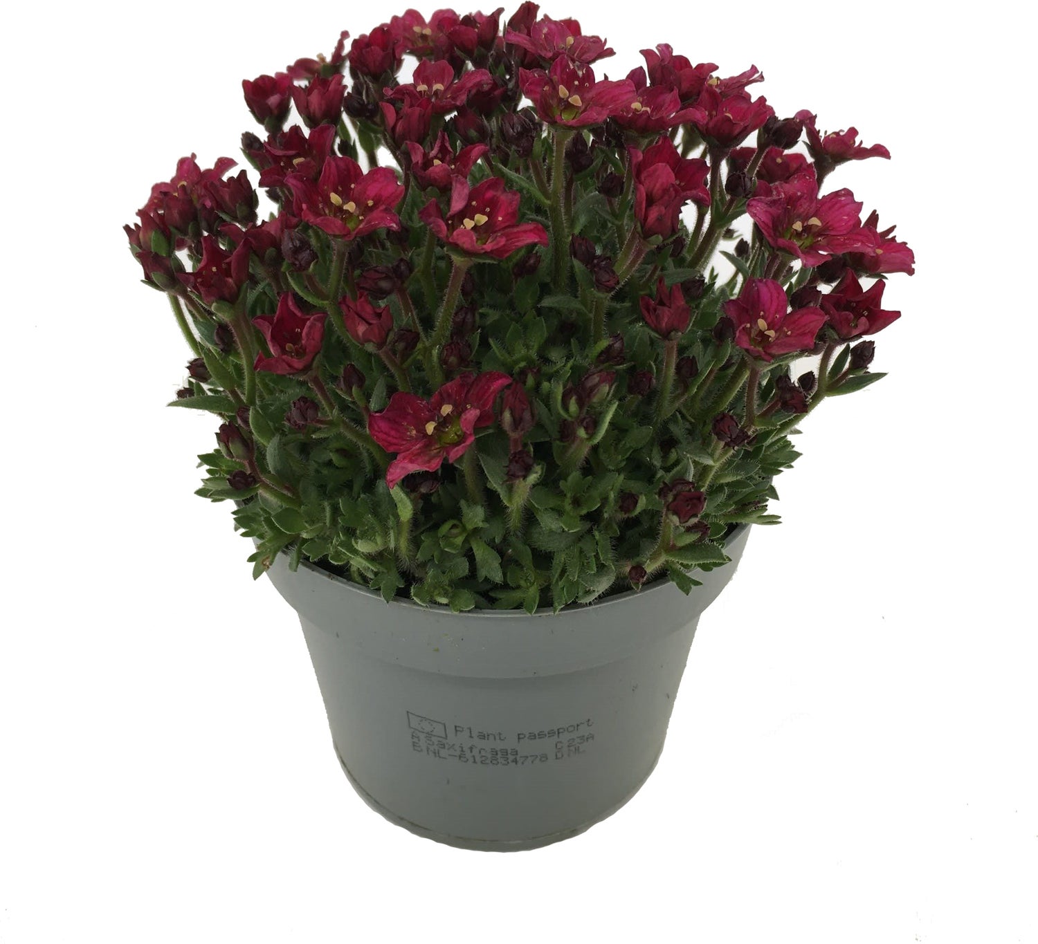 Steenbreek (Saxifraga x arensii 'Touran Deep Red') D 12 H 15 cm