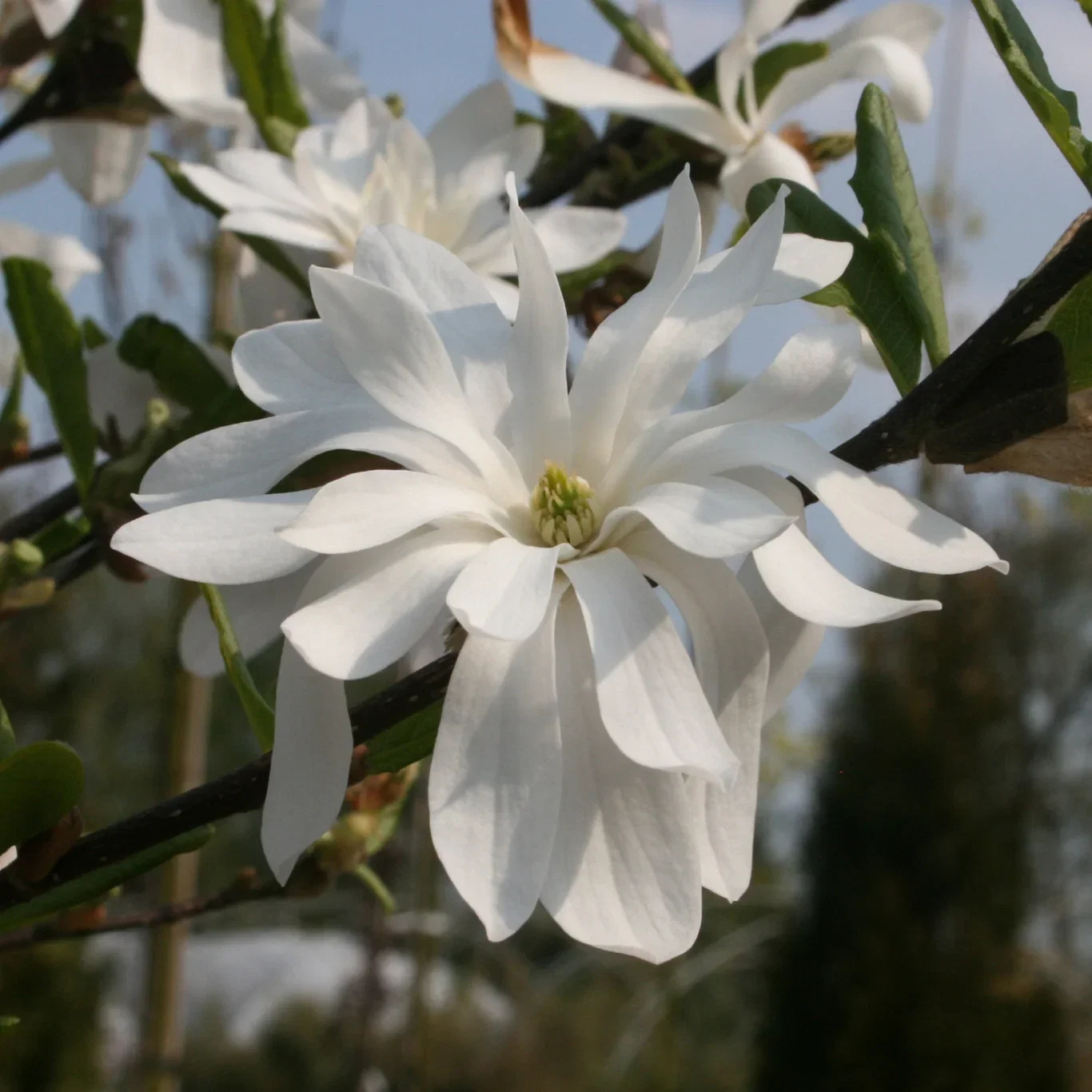 Magnolia stellata 'Royal Star' Stjernemagnolia 'Royal Star' Ø19 cm