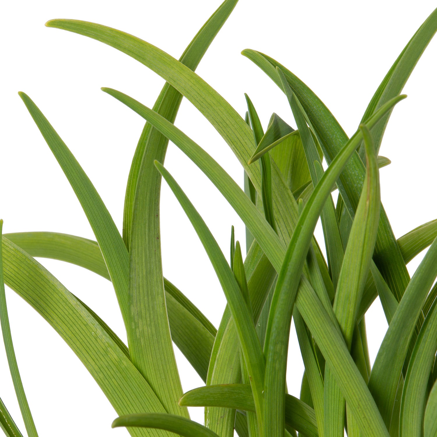 Daglelie (Hemerocallis 'Pardon Me') D 9 H 10 cm