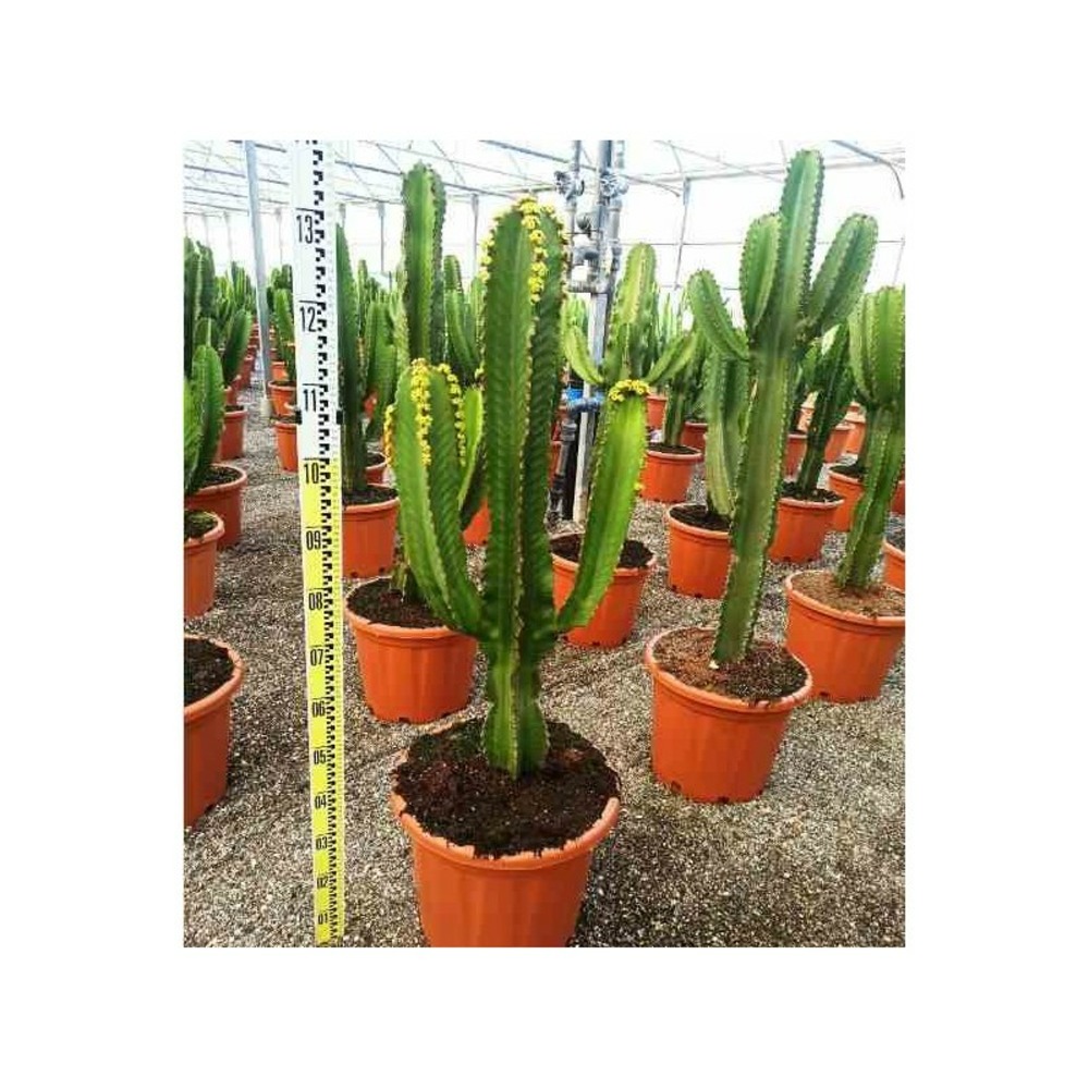 Euphorbia candelabrum taille pot de 10 litres - 60/80 cm