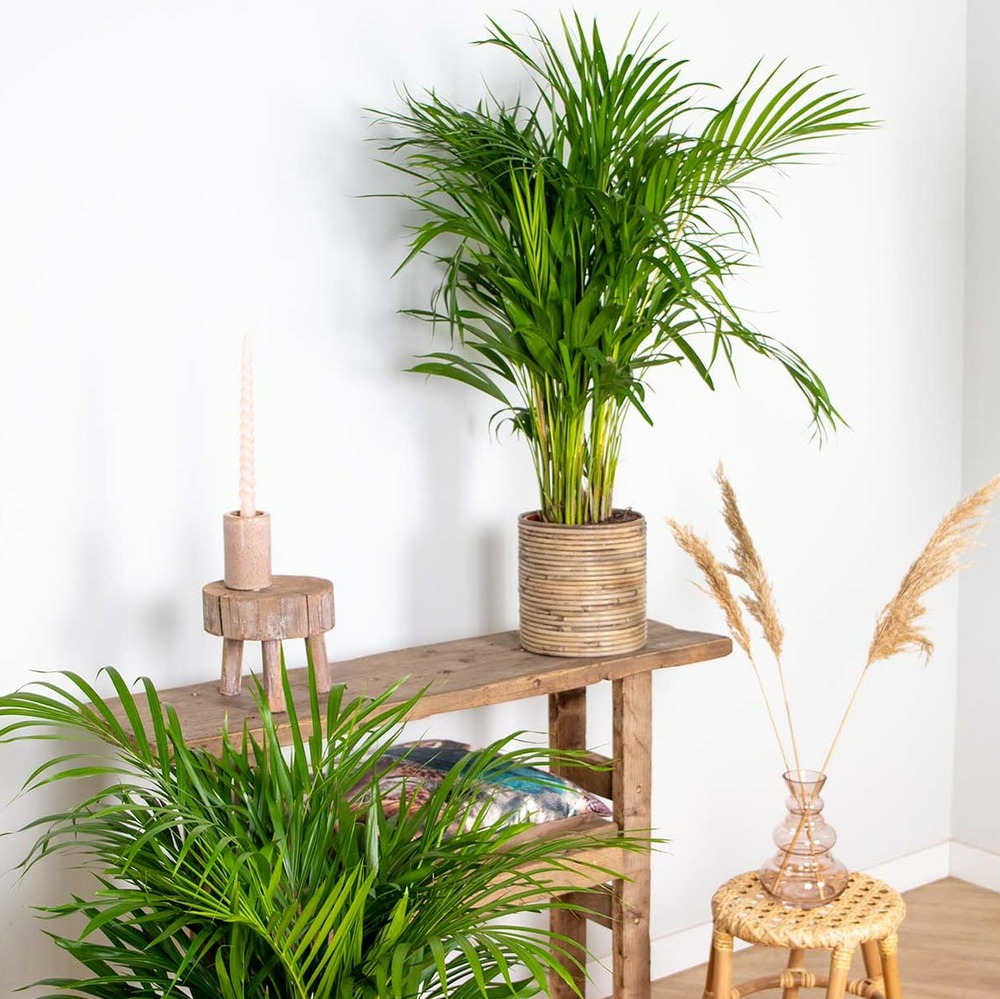 Dypsis lutescens - palmier dorés - plante d'intérieur - entretien facile – ⌀20 cm - ↕90-100 cm