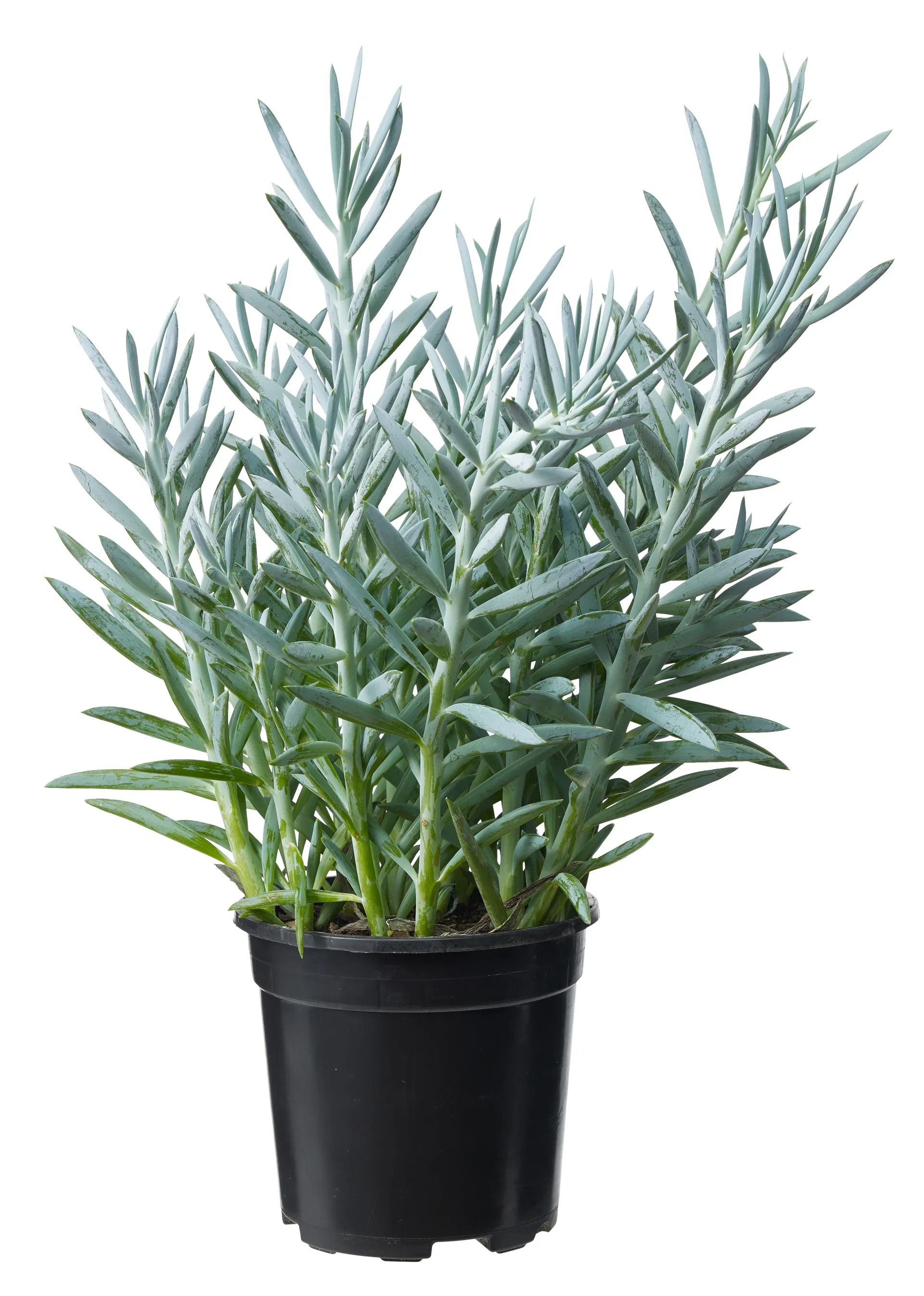 Curio ficoides 'Mount Everest' Senecio Høyde 30 cm