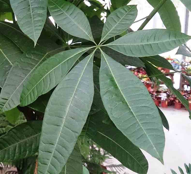Pachira aquatica (noix de malabar, châtaignier de guyane, cacaoyer-rivière) taille pot de 10 litres ? 140/160 cm