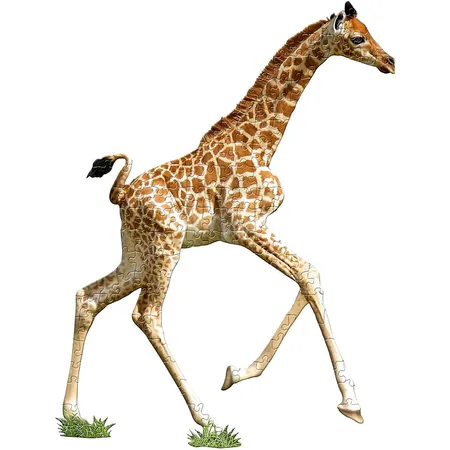 MADD CAPP Konturenpuzzle Junior Giraffe, 100 Teile