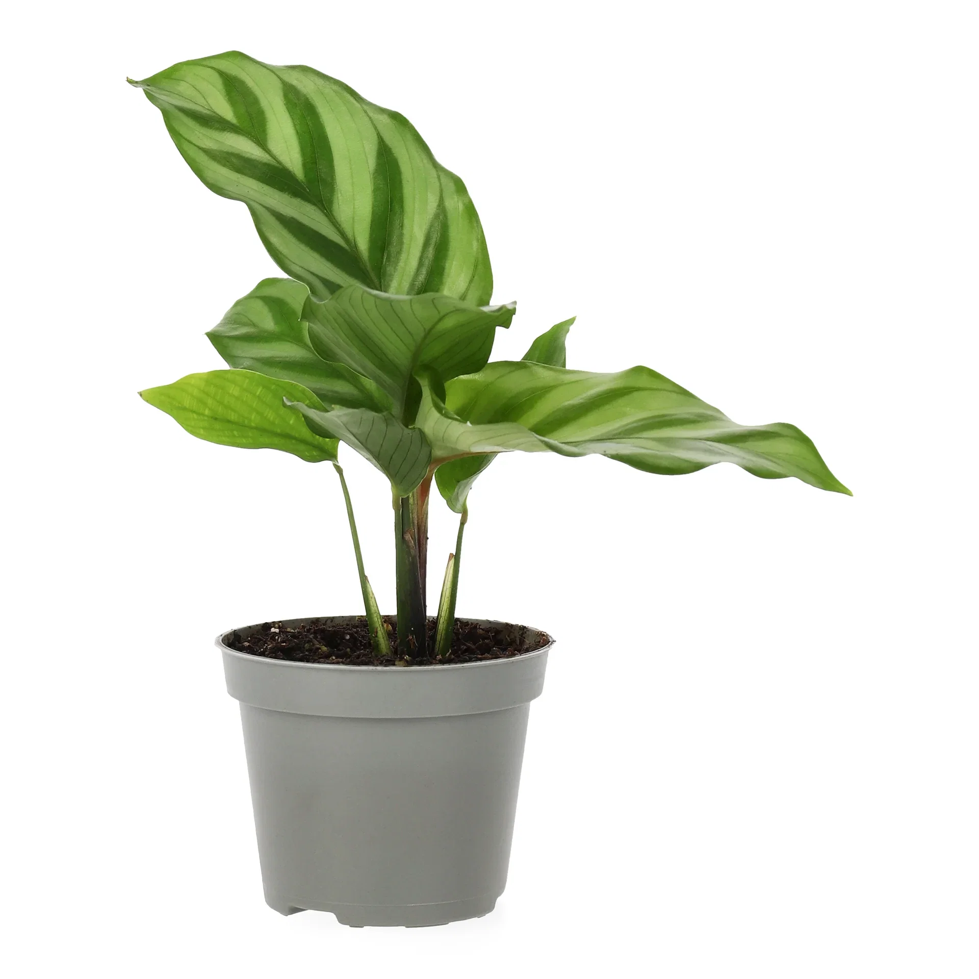 Calathea mix Calathea mini miks Høyde 15 cm