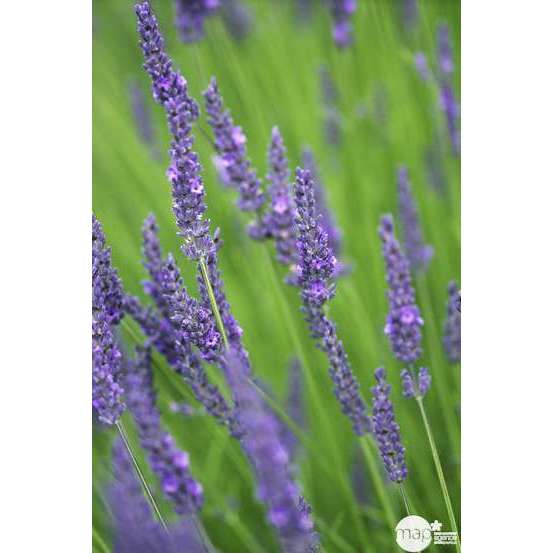 Lavandula x intermedia 'Grosso': 3 L RC