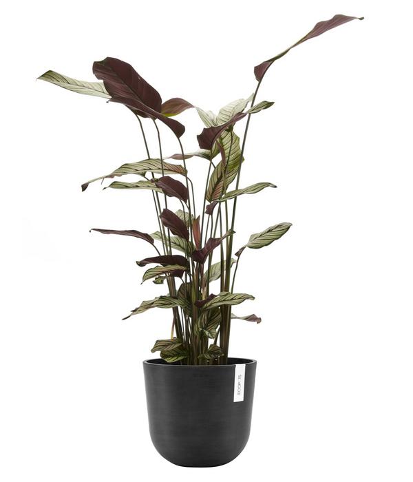 Ecopots Kunststoff-Topf Oslo mit Wassersystem,