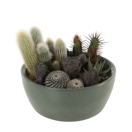 Composition végétale de cactées PHAO : coupe de D. 20.5 cm
