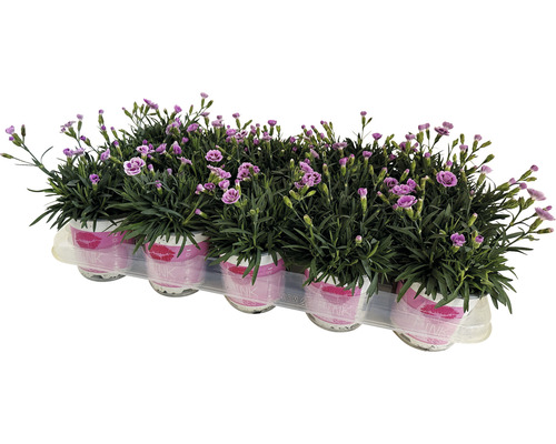 Anjer FloraSelf Dianthus caryophyllus Pink Kisses® Ø 11 cm pot