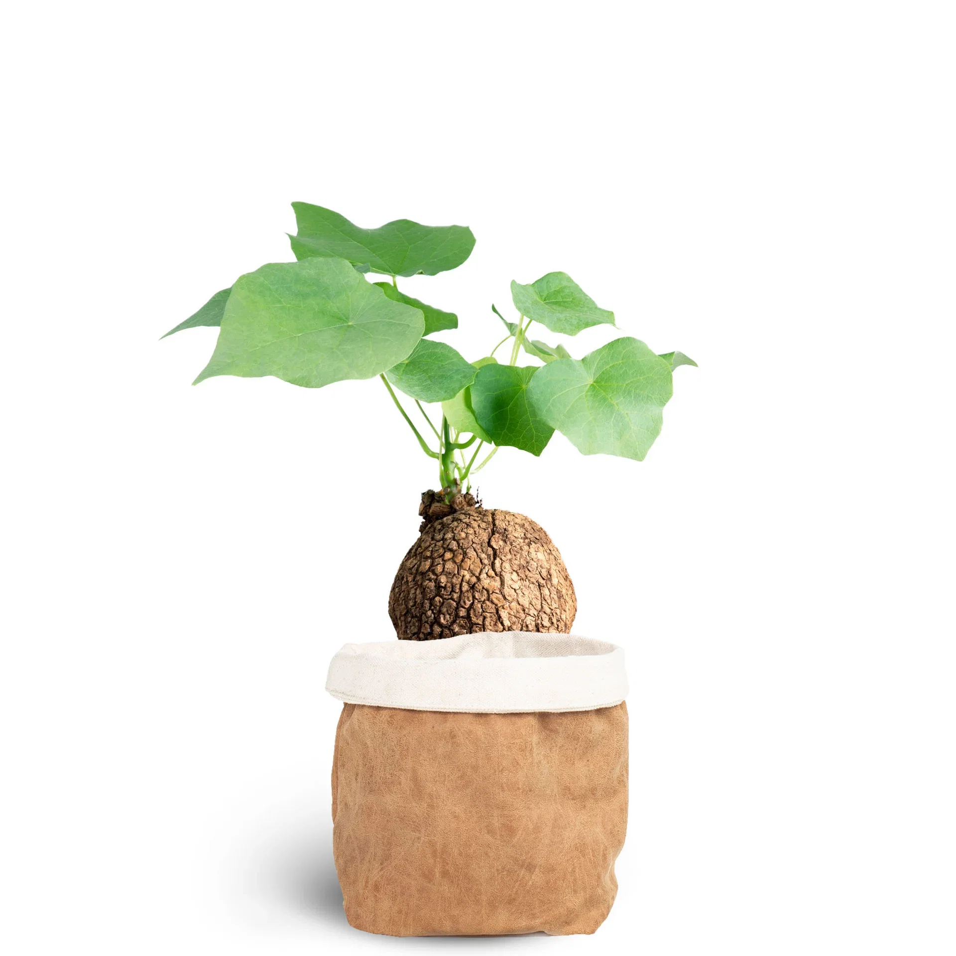 Collectors Choice in Deco Pot 14 cm Grønn plante i potte Høyde 40 cm