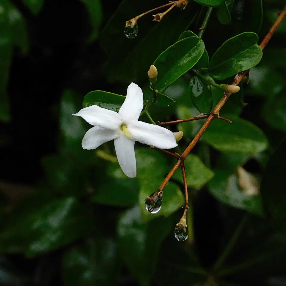 Jasmijn - Set van 6 - Jasminum 'Officinale' - Hoogte 25-40cm - ⌀9cm