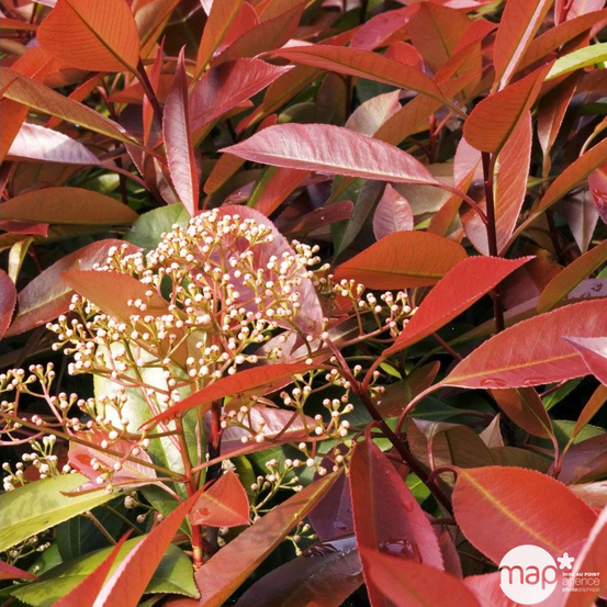 Photinia x fraseri 'Red Robin' : C35/50 17/200