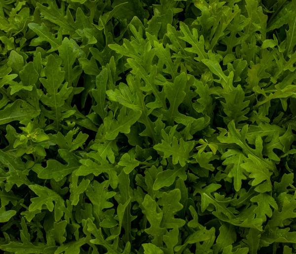 Drachenzungenrucola, 6er Schale