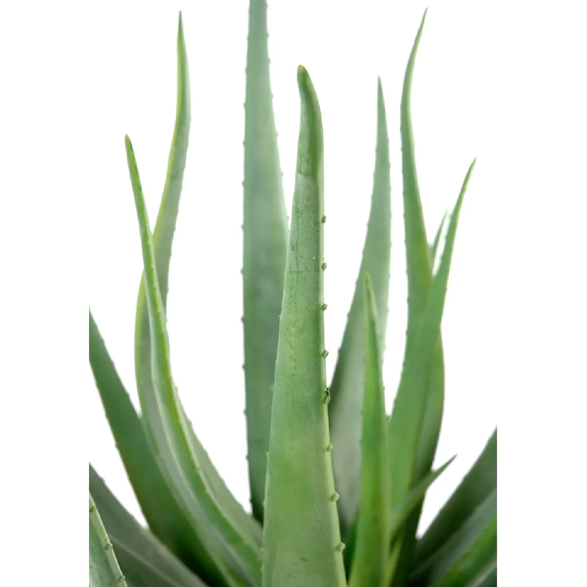 Pegane Aloevera artificiel