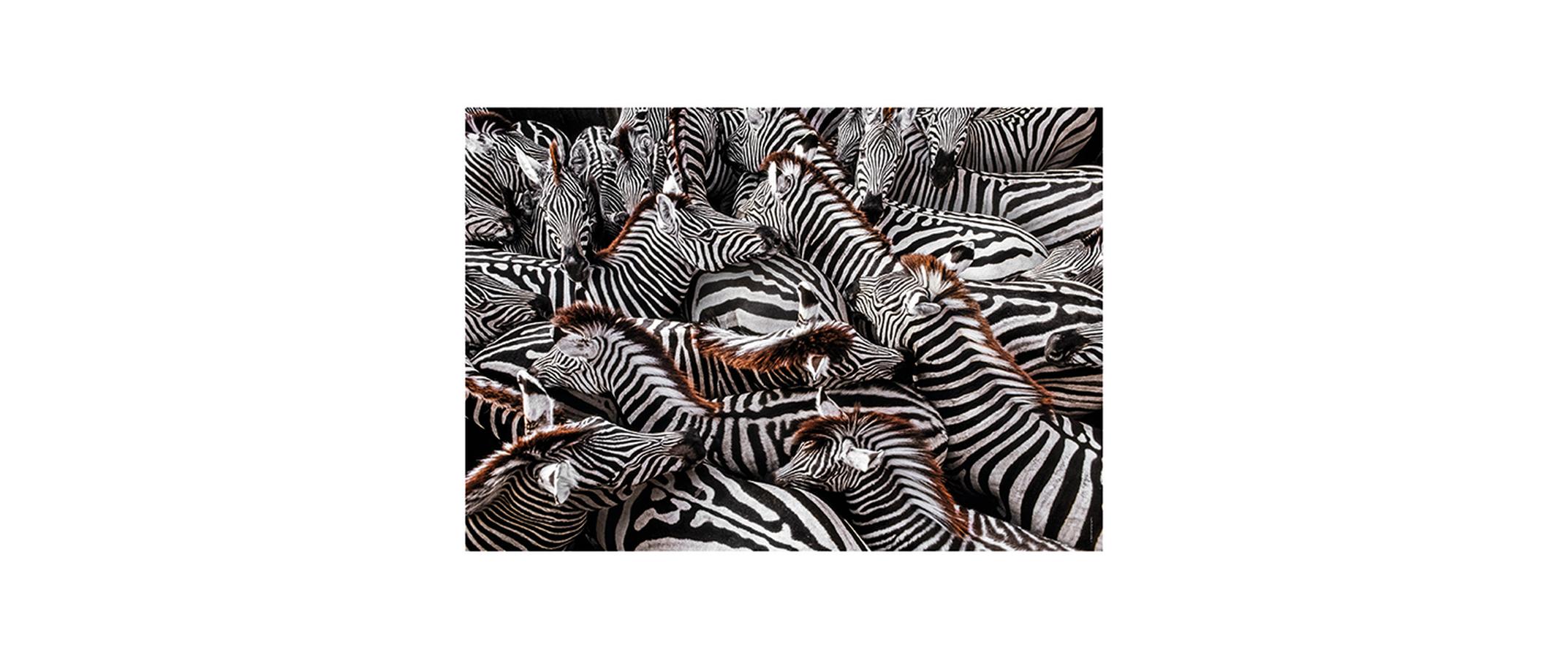 Puzzle Zebras im Pferch 1000 Teile1000 Teile für langen Puzzle-Spass