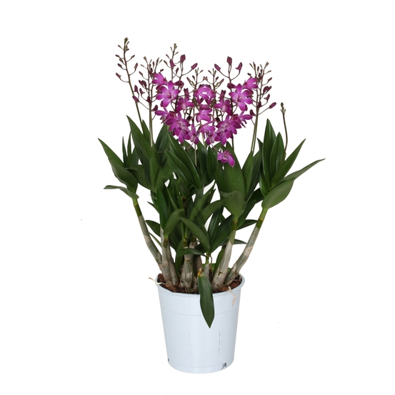 DENDROBIUM BERRY ODA 9+ D12 H40